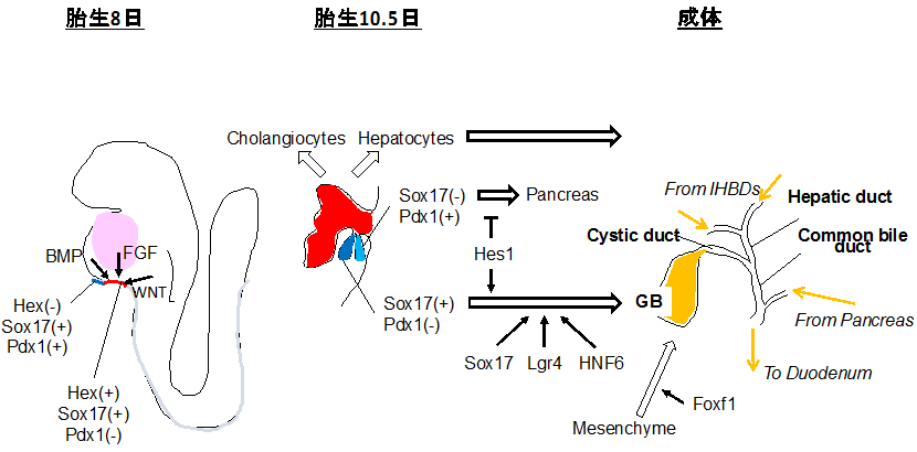 札幌医科大学 医学部附属フロンティア医学研究所 組織再生学部門 肝臓の発生